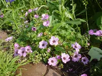 DSC04479.webp