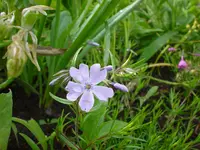 DSC04481.webp