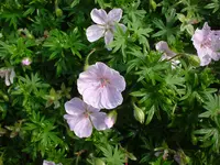 DSC04495.webp