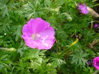 DSC04498.webp