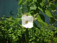 DSC04473.webp