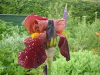 DSC04483.webp
