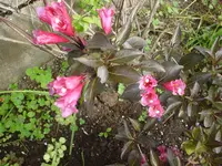DSC04497.webp