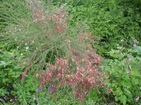 DSC04500.webp