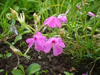 DSC04480.webp