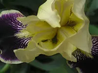 060610 007.webp