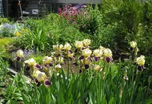 060610 011.webp