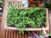 balkon_juni 061.webp