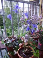 balkon_juni 010.webp