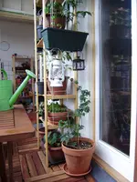 balkon_juni 057.webp