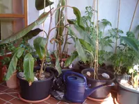 Bilder6.6.10-2 005.webp