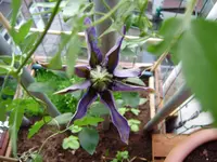 balkon_juni 025.webp