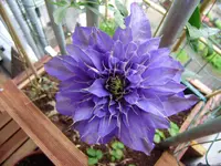 balkon_juni 046.webp