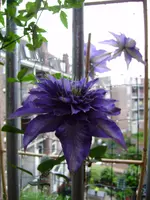 balkon_juni 047.webp
