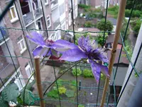 balkon_juni 048.webp