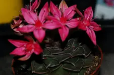 DSC_5420.webp