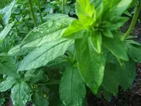 DSCF3472.webp