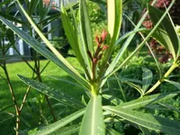 DSCF3473.webp