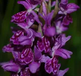 DSC_5404.webp
