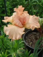 IMG_boison de roses_576x768.webp