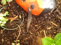 nacktschnecke1.webp