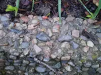 wurm1.webp