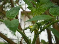 tomatenplanze0906.webp