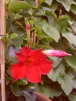 Garten 016.webp
