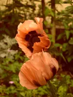 Garten 020.webp