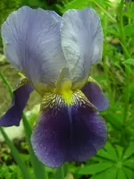 Garten 005.webp