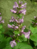 Garten 008.webp