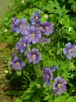 Garten 011.webp