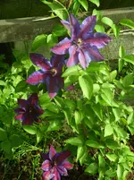 Garten 017.webp