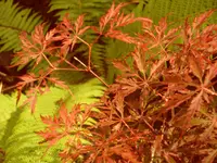 Garten 010.webp