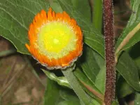 IMG_2572 Schmuckkörbchen.webp