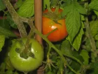 IMG_4645 Tomaten 320dpi.webp