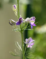 IMG_2259.webp