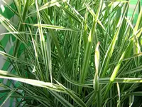 DSCN0110.webp