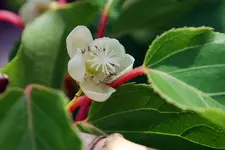 kiwiblüte.webp