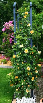 Maigold immer mehr Blüten.webp