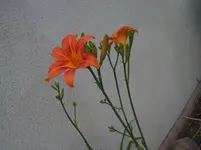 PICT1767.webp