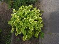 PICT1752.webp