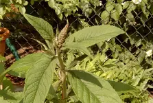 Schmetterlingsflieder1.webp