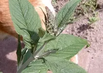 Schmetterlingsflieder2.webp