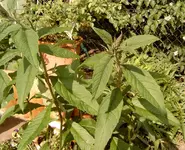 Schmetterlingsflieder3.webp