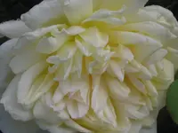 004.webp