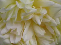 005.webp