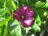 050.webp