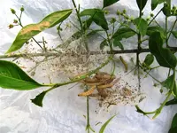 IMG_0566 (Medium).webp