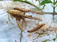 IMG_0577 (Medium).webp